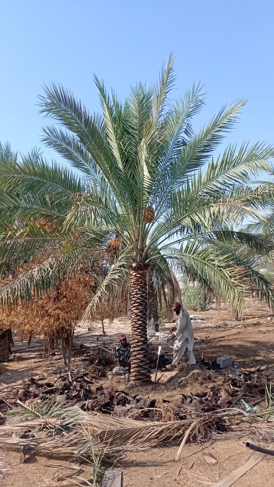 Whatsapp Image 2026 09 25 At 9 48 51 Pm 1 – Prime Date Palm Trees UAE